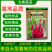 【文鼎菜苔】洪山紫薹基地菜农专用正宗武汉红菜苔种子耐寒