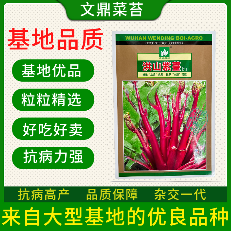 【文鼎菜苔】洪山紫薹基地菜农专用正宗武汉红菜苔种子耐寒