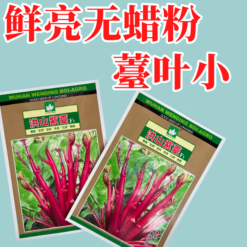 【文鼎菜苔】洪山紫薹基地菜农专用正宗武汉红菜苔种子耐寒