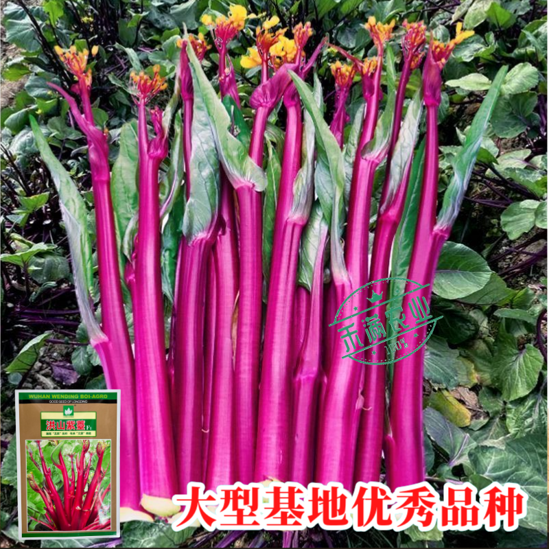 【文鼎菜苔】洪山紫薹基地菜农专用正宗武汉红菜苔种子耐寒
