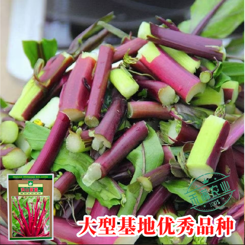 【文鼎菜苔】洪山紫薹基地菜农专用正宗武汉红菜苔种子耐寒