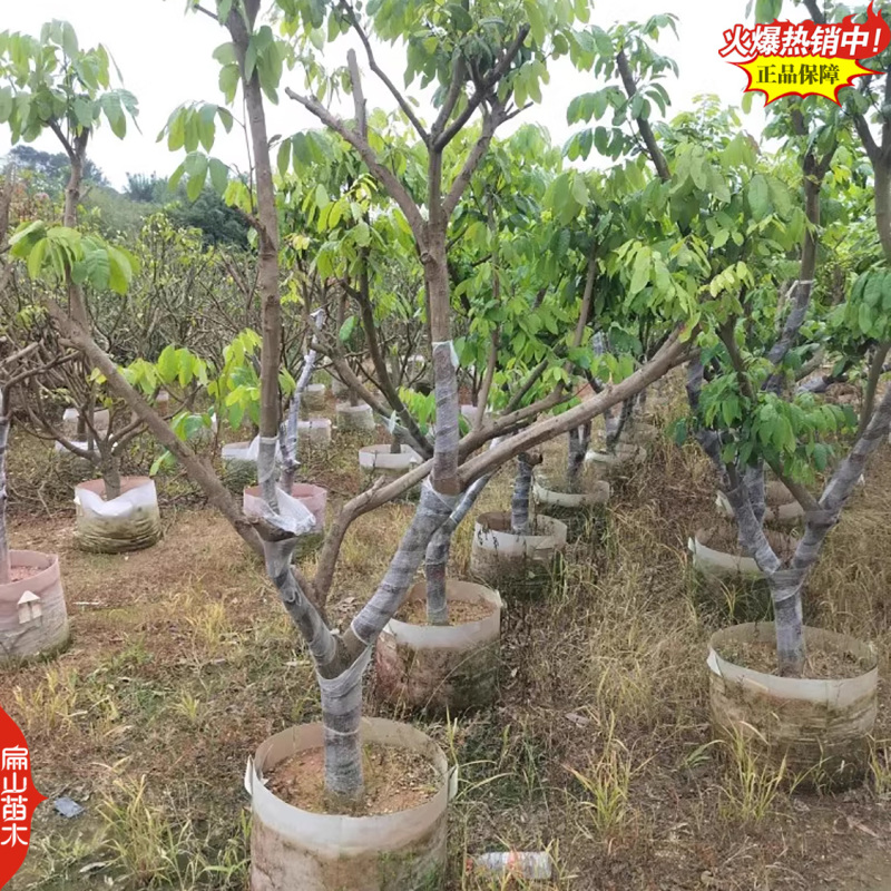 福建东壁无核龙眼苗批发漳州大乌圆福州古山2号龙眼树