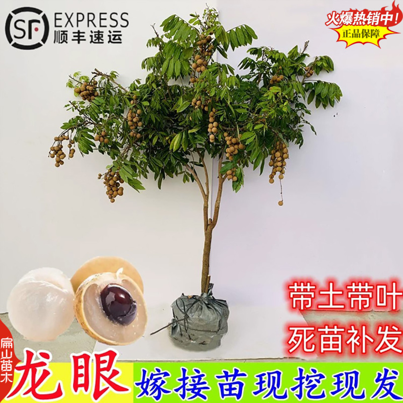 广西蜀冠红皮红壳龙眼苗批发基地桂林本灵龙松风本龙眼树苗