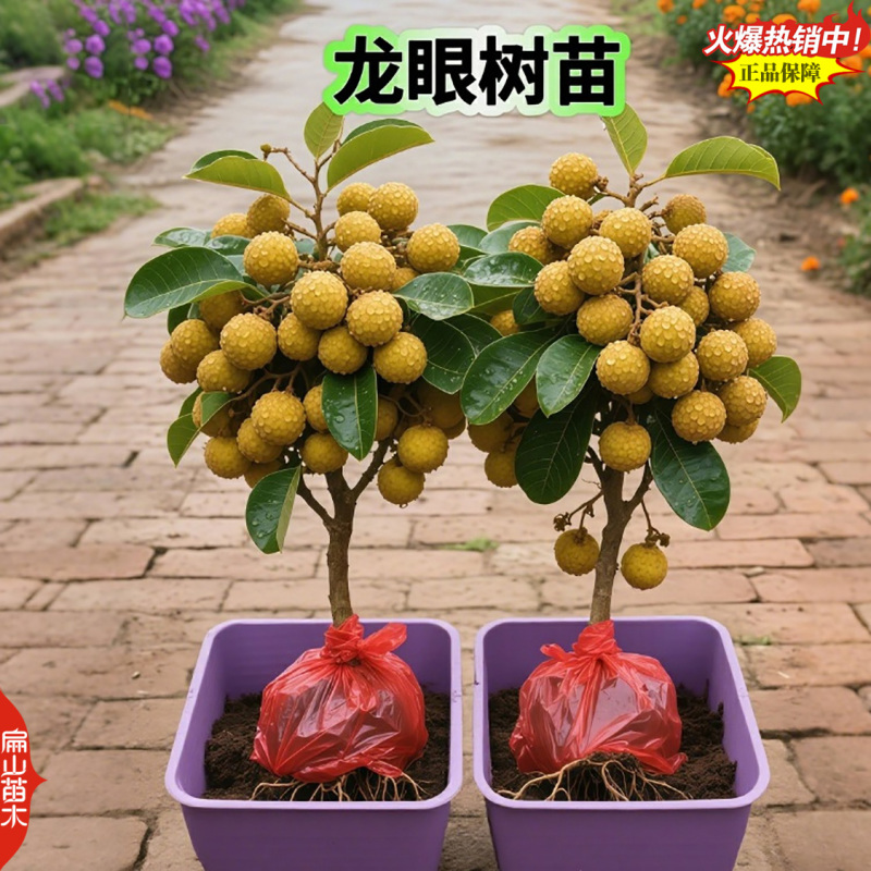 广西蜀冠红皮红壳龙眼苗批发基地桂林本灵龙松风本龙眼树苗