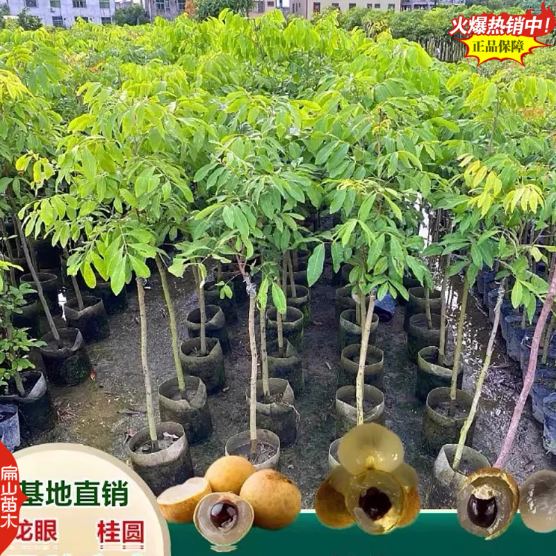 广西蜀冠红皮红壳龙眼苗批发基地桂林本灵龙松风本龙眼树苗