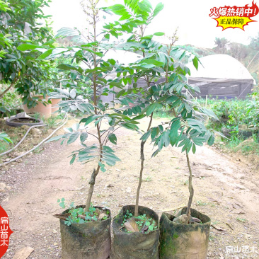 新品种福建水南1号龙眼苗批发石水涨峡石硖龙眼树苗1-3年