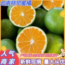 云南蜜橘高山蜜橘，特早蜜橘青皮蜜橘团购电商市场，多多买菜