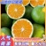 云南蜜橘高山蜜橘,特早蜜橘青皮蜜橘团购电商市场,多多买菜