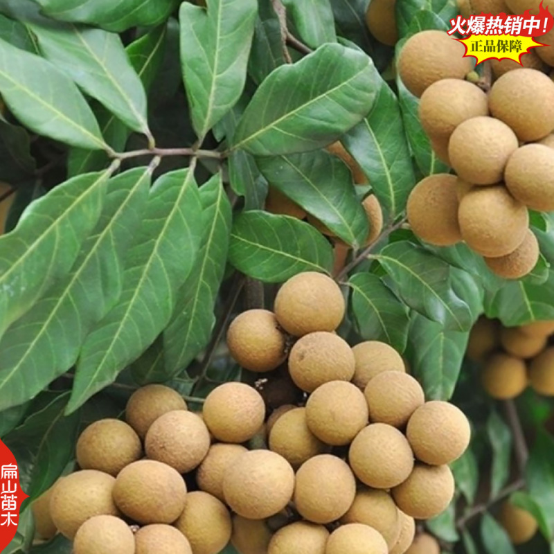 高压龙眼苗造型景观棒棒糖高杆嫁接低高分枝杯苗8万珠