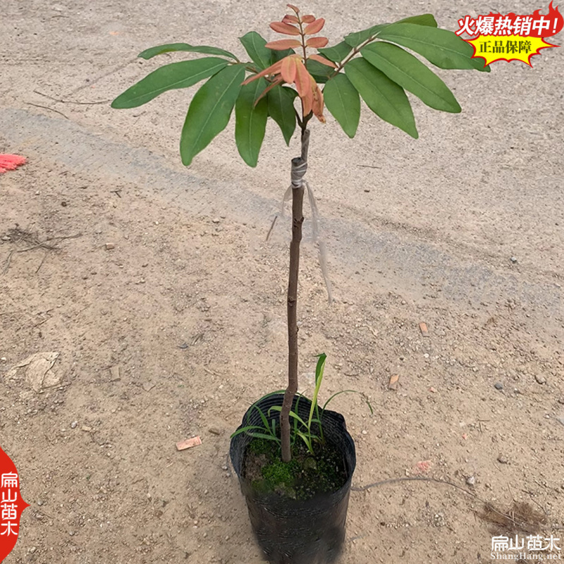 高压龙眼苗造型景观棒棒糖高杆嫁接低高分枝杯苗8万珠