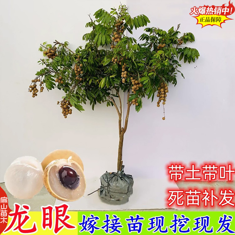 高压龙眼苗造型景观棒棒糖高杆嫁接低高分枝杯苗8万珠