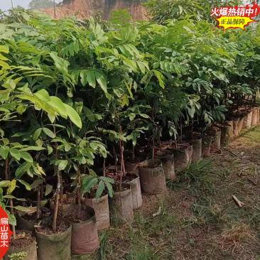 广东嫁接草埔杂交龙眼树苗茂名四季蜜龙眼树苗地径2CM