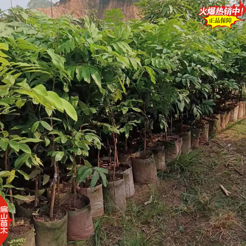 广东嫁接草埔杂交龙眼树苗茂名四季蜜龙眼树苗地径2CM