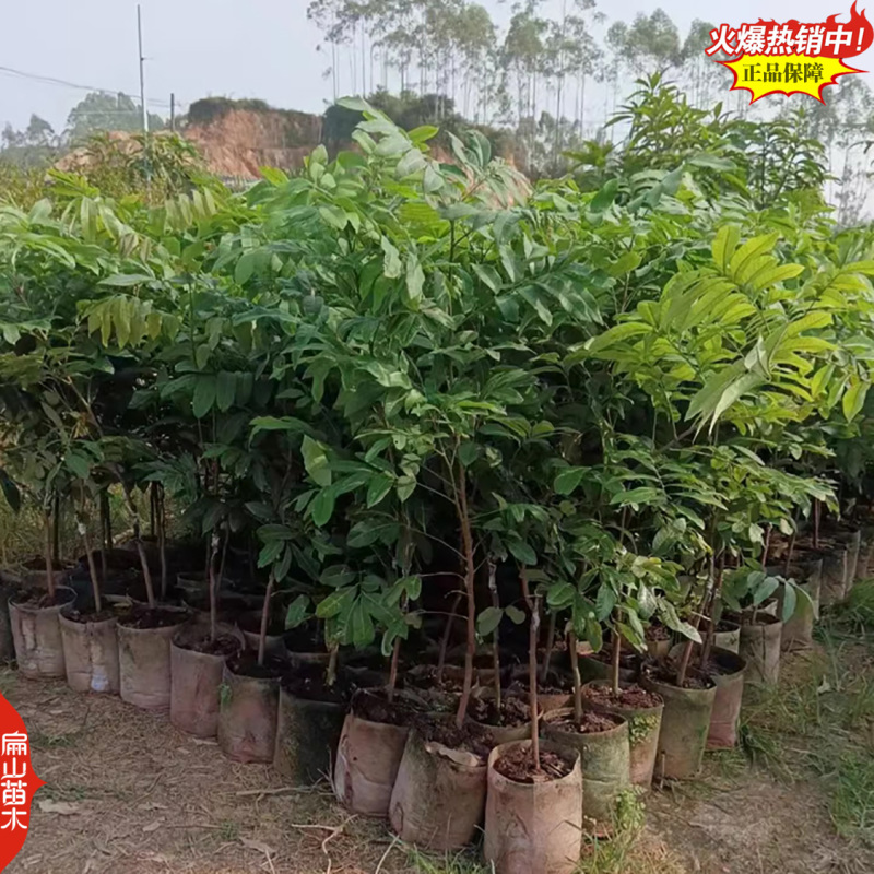 广东嫁接草埔杂交龙眼树苗茂名四季蜜龙眼树苗地径2CM