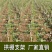 4mm玻璃纤维杆小拱棚支架菜棚花棚保温育苗棚防晒棚