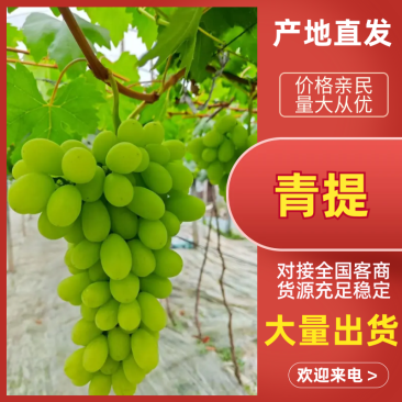 青提陕西青提现摘现发支持视频和实地看货欢迎来电咨询