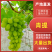 青提陕西青提现摘现发支持视频和实地看货欢迎来电咨询