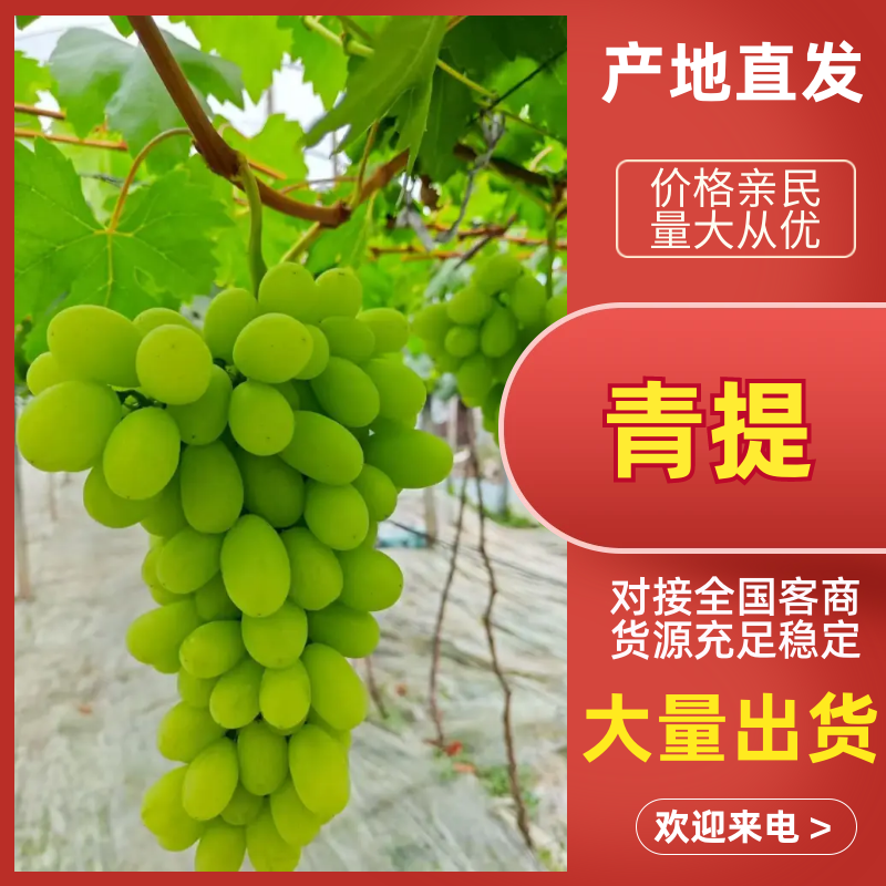 青提陕西青提现摘现发支持视频和实地看货欢迎来电咨询