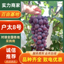 户太8号陕西户太8号葡萄皮薄多汁基地直发放心购买