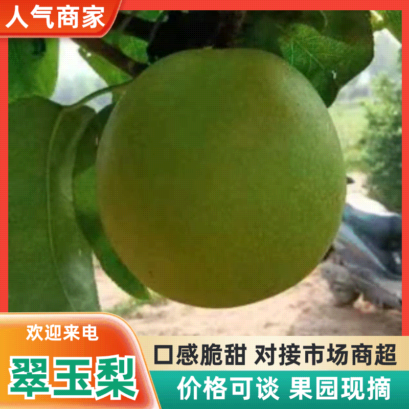 【诚信商家】安徽砀山翠玉梨产地直发质量上乘对接商超