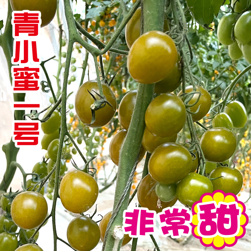 绿色小番茄种子超甜小绿柿子籽四季青小蜜一号