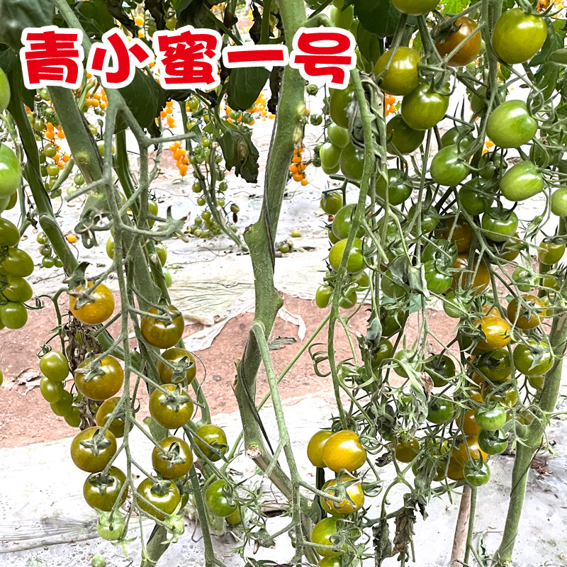 绿色小番茄种子超甜小绿柿子籽四季青小蜜一号