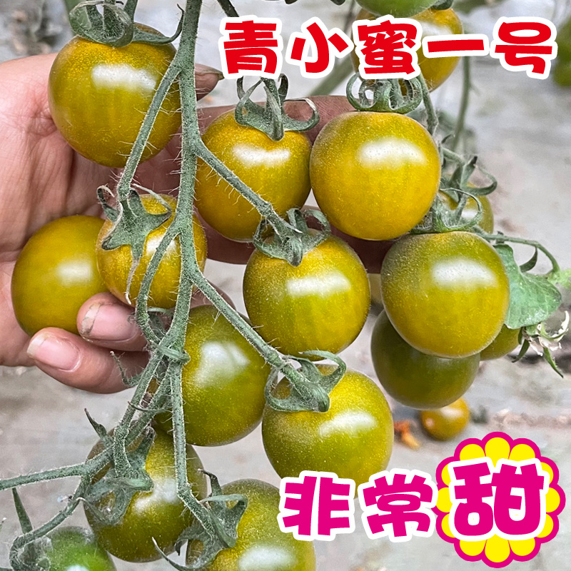 绿色小番茄种子超甜小绿柿子籽四季青小蜜一号