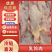 河北乳鸽肉品质保证价格优惠诚信经营产地直发视频