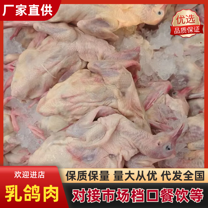 乳鸽肉品质保证价格优惠产地直发诚信经营多年视频看货