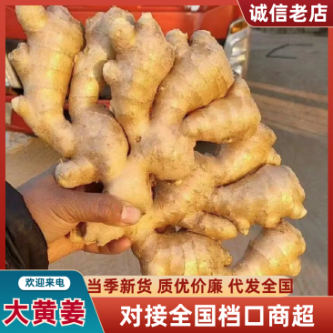 山东精品大黄姜小黄姜鲜姜风干姜产地直发品质好价格低发市场