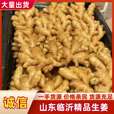 安徽精品生姜水洗姜小黄姜大黄姜风干姜量大价优走市场