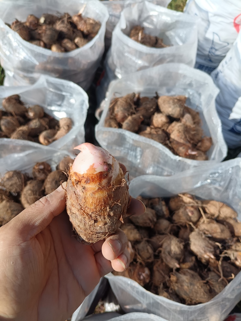 铅山红芽芋/产地直发/可视频看货/一件代发欢迎来电