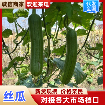 【精品丝瓜】口感脆甜爽口新鲜美味品质保证量大从优惠