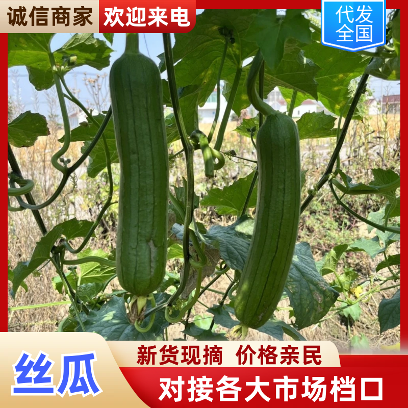 【精品丝瓜】口感脆甜爽口新鲜美味品质保证量大从优惠