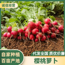 精选《樱桃萝卜》云南产地直发一手货源对接全国一条龙服务
