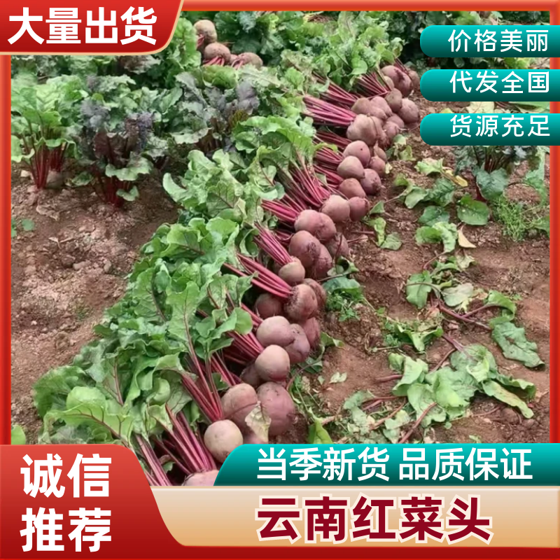 精选《红菜头》甜菜根云南产地直发一手货源对接商超团购供