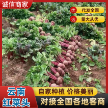 云南《红菜头》甜菜根基地直发对接全国一条龙服务
