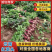 云南《红菜头》甜菜根基地直发对接全国一条龙服务