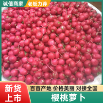 《樱桃萝卜》云南水果萝卜樱桃萝卜产地直发保质保量对接全
