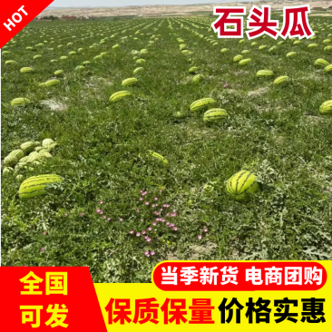 石头瓜宁夏硒砂瓜大量有货价格美丽对接各大平台