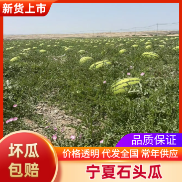 精品石头瓜产地直发诚信经营对接电商可电联详聊