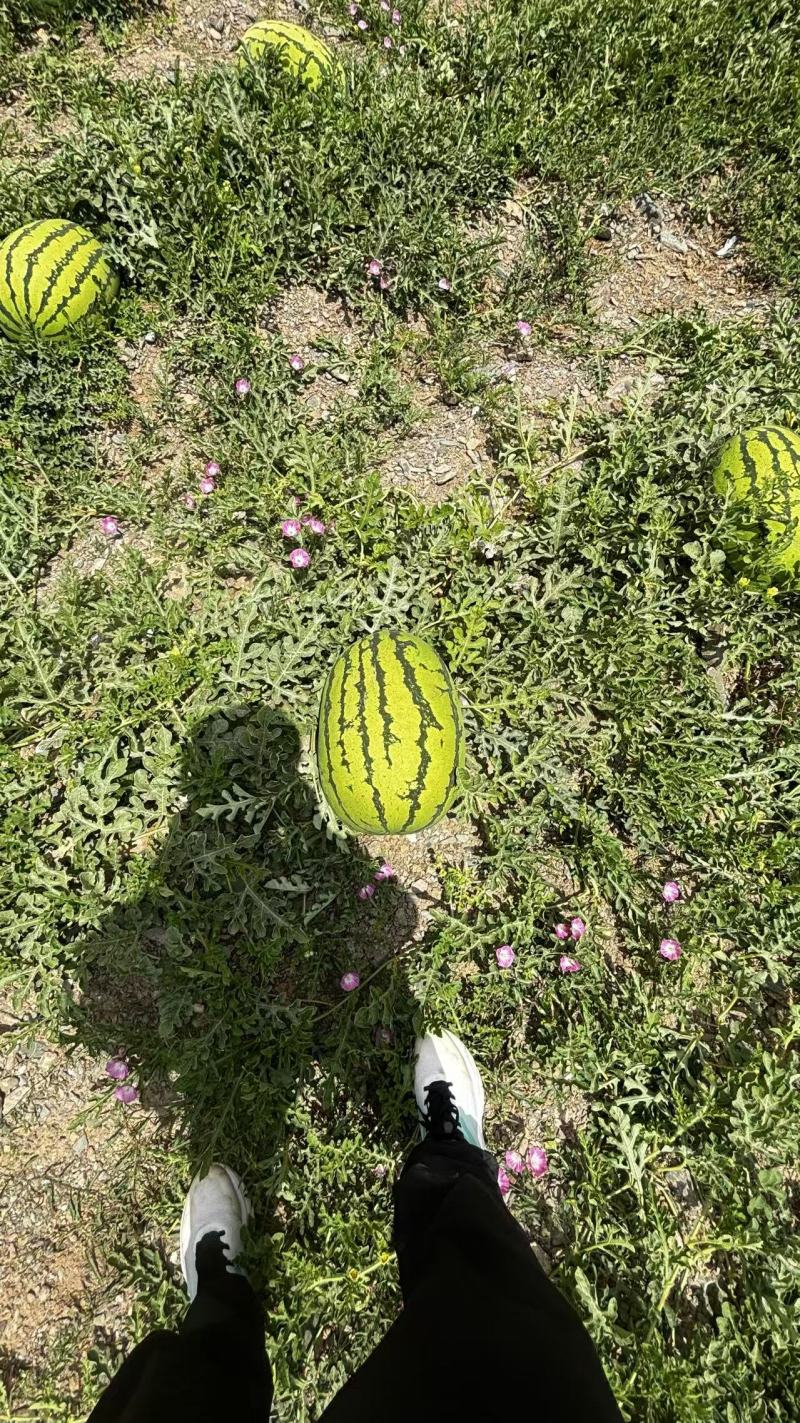 精品石头瓜产地直发诚信经营对接电商可电联详聊