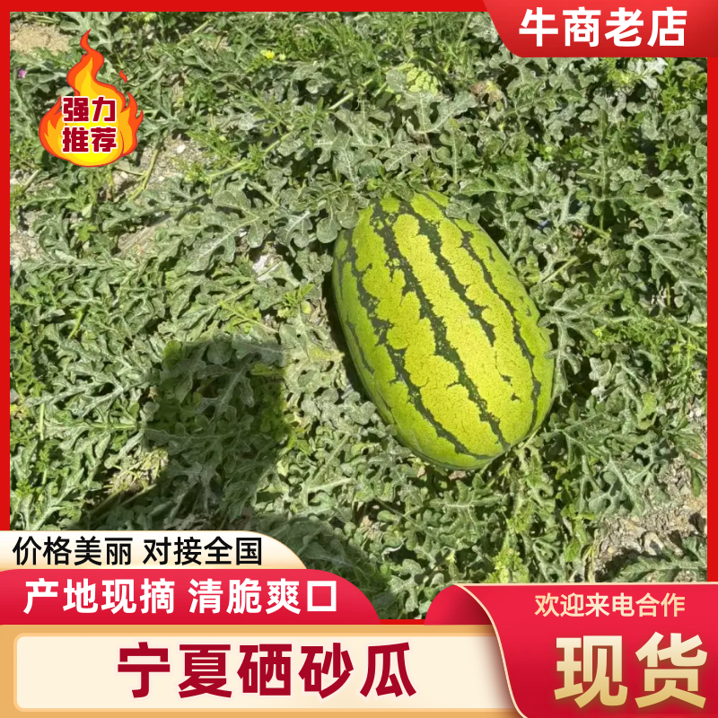 精品硒砂瓜量大从优全国可发诚信经营大量上市
