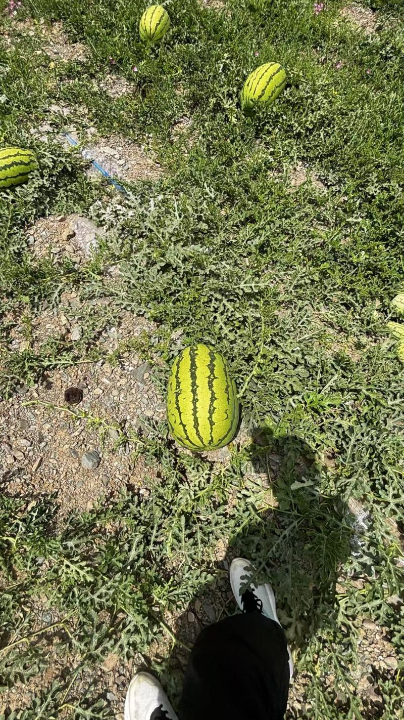 《实力硒砂瓜》产品大量有货精品直供可视频看货
