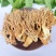 天然野生蘑菇野生珊瑚菌扫把菌山林中的美味干货