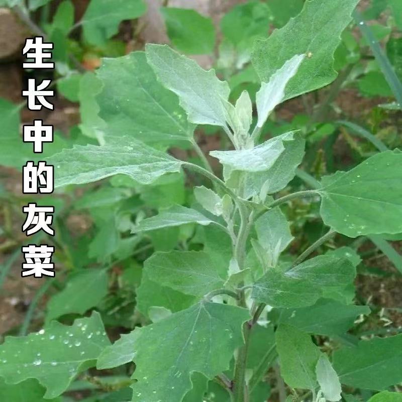 野生干灰灰菜深山采摘灰灰菜野灰菜农家野菜农家菜干菜
