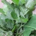 野生干灰灰菜深山采摘灰灰菜野灰菜农家野菜农家菜干菜