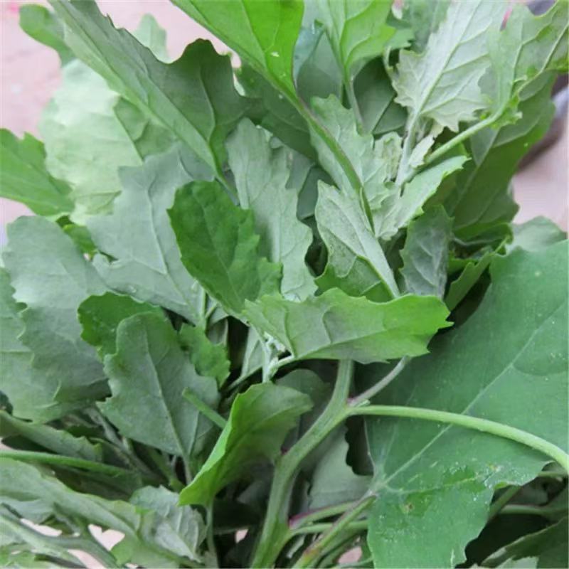 野生干灰灰菜深山采摘灰灰菜野灰菜农家野菜农家菜干菜