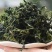 野生干灰灰菜深山采摘灰灰菜野灰菜农家野菜农家菜干菜