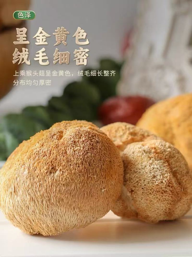 猴头菇干货特产食用菌古田无硫新货特级干猴头菌非野生养胃